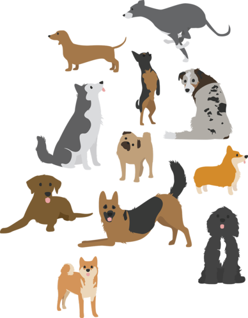 corgi clipart smart dog
