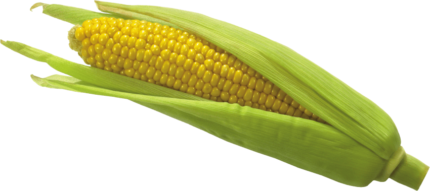 Corn baby corn
