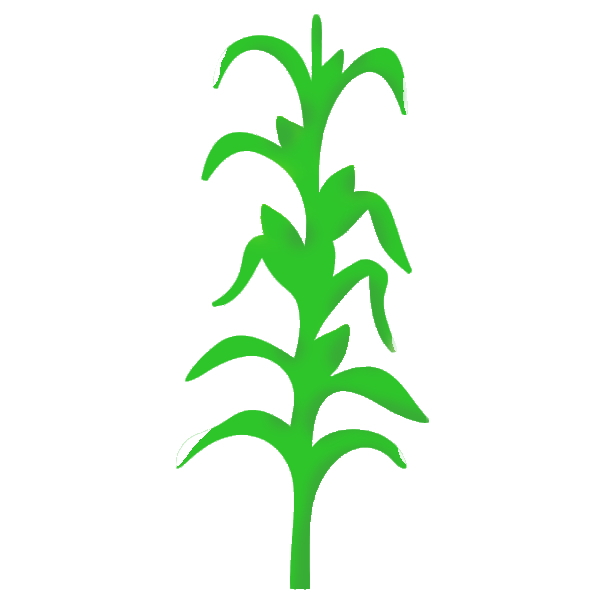 Soybean stalk stencil plant. Corn clipart bean