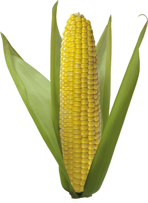 corn clipart bucket