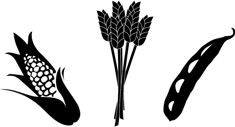  collection of crop. Wheat clipart black and white
