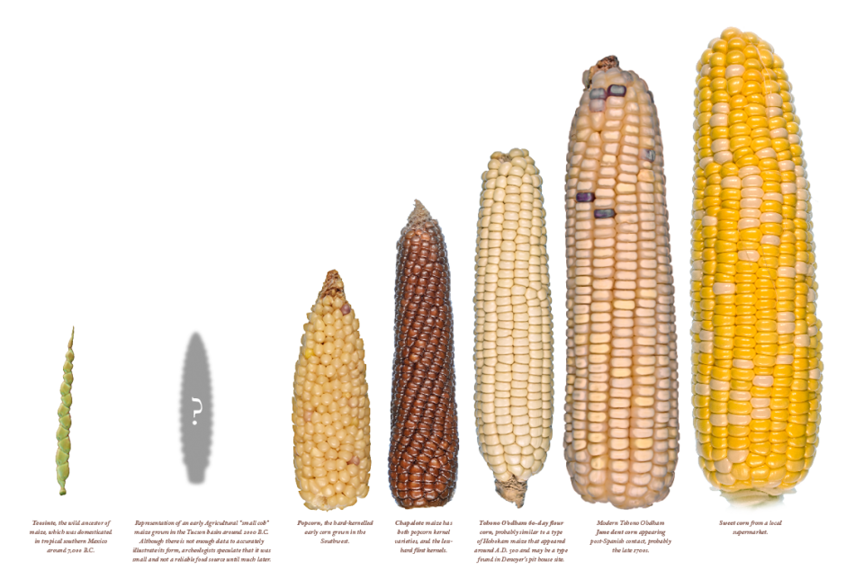 corn clipart cash crop