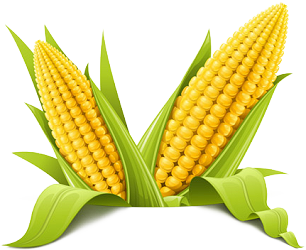 corn clipart clear background