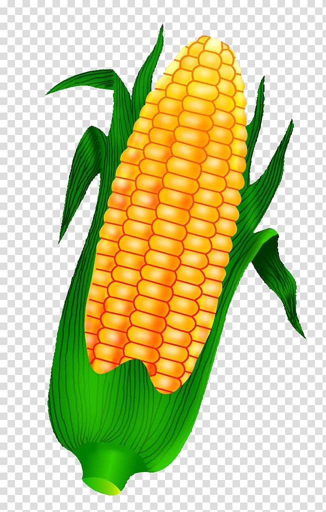 corn clipart cob