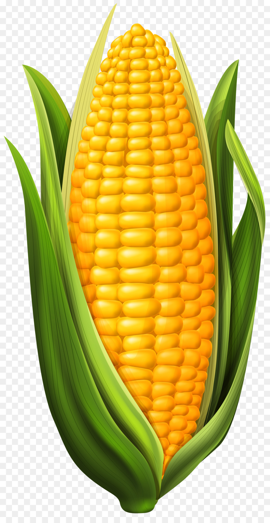 corn clipart cob