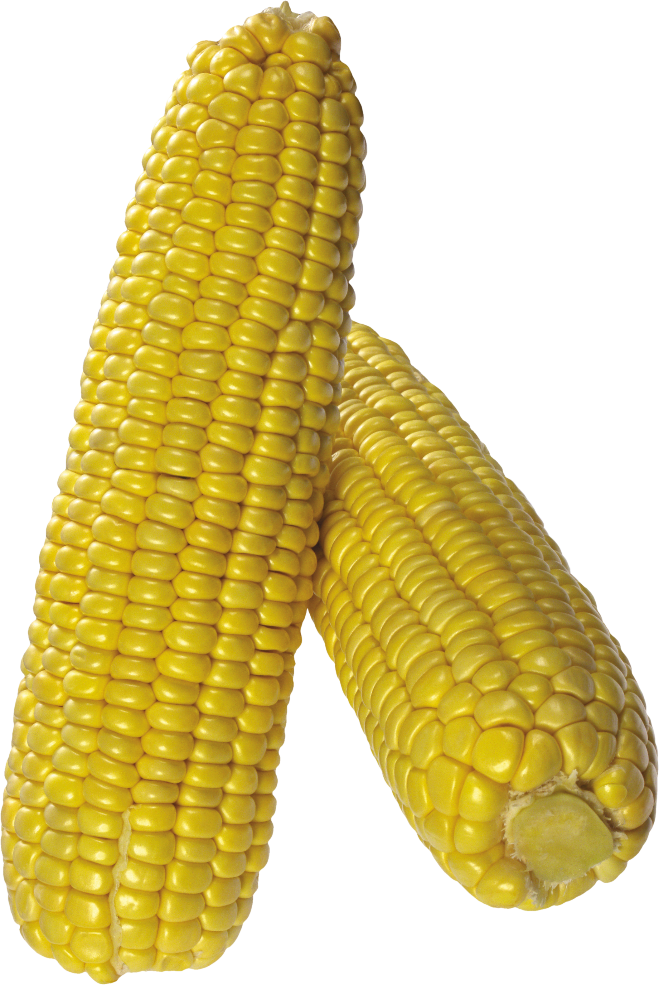 corn clipart colored corn