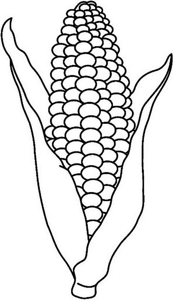 corn clipart colouring page