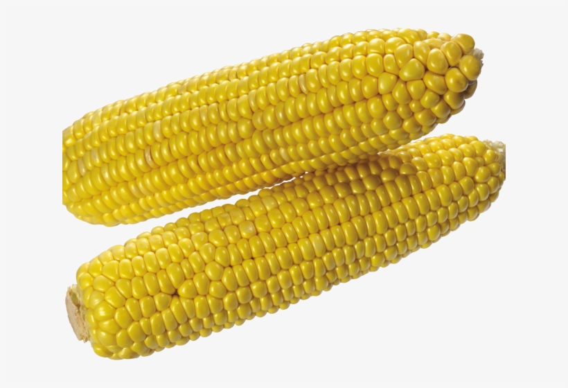 corn clipart cooked corn