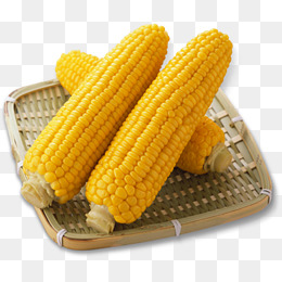 corn clipart corn boil