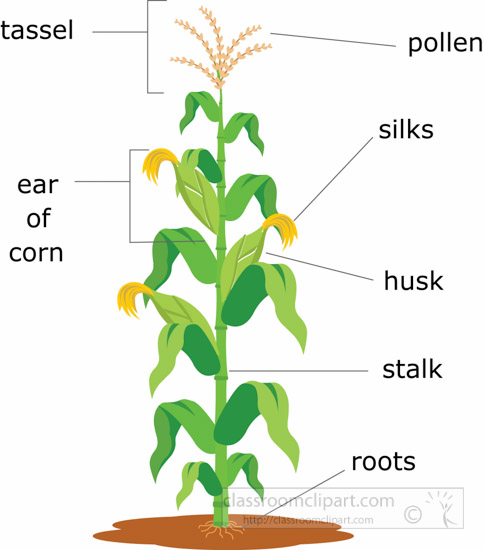 Benchmark grade unit cultivating. Corn clipart corn crop