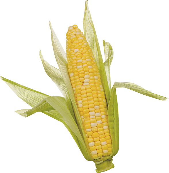 Corn corn grain