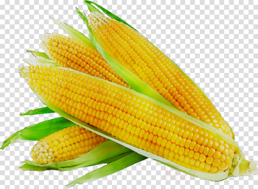 corn clipart corn grain