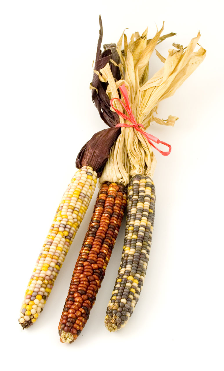 corn clipart corn indian
