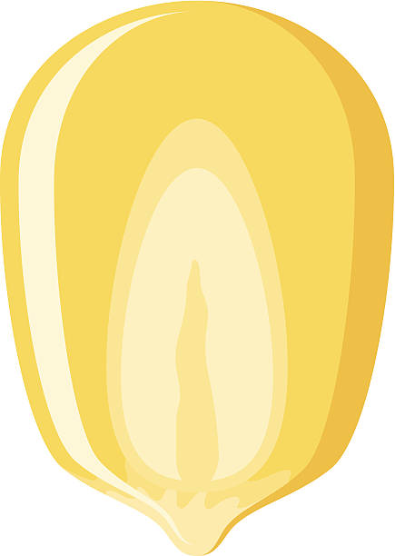 corn clipart corn kernel