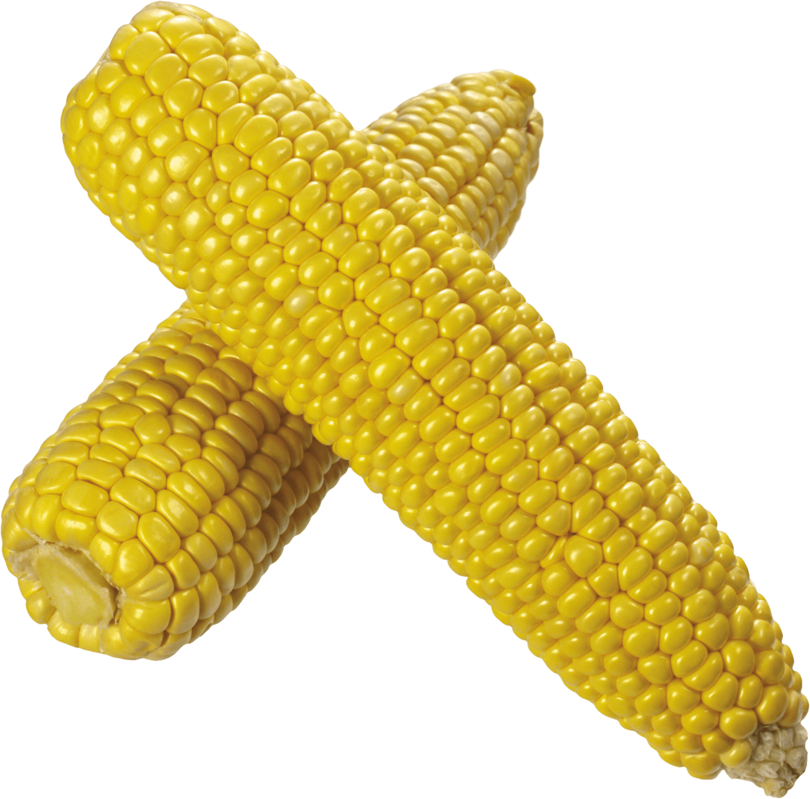 corn clipart corn seed