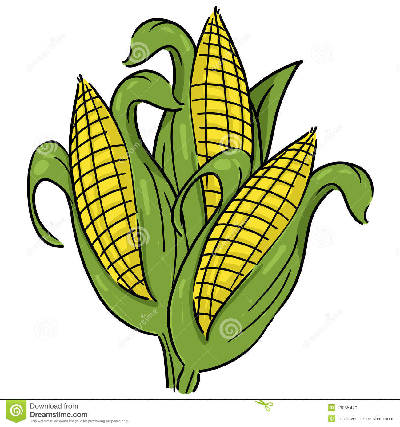 crops clipart cornfield