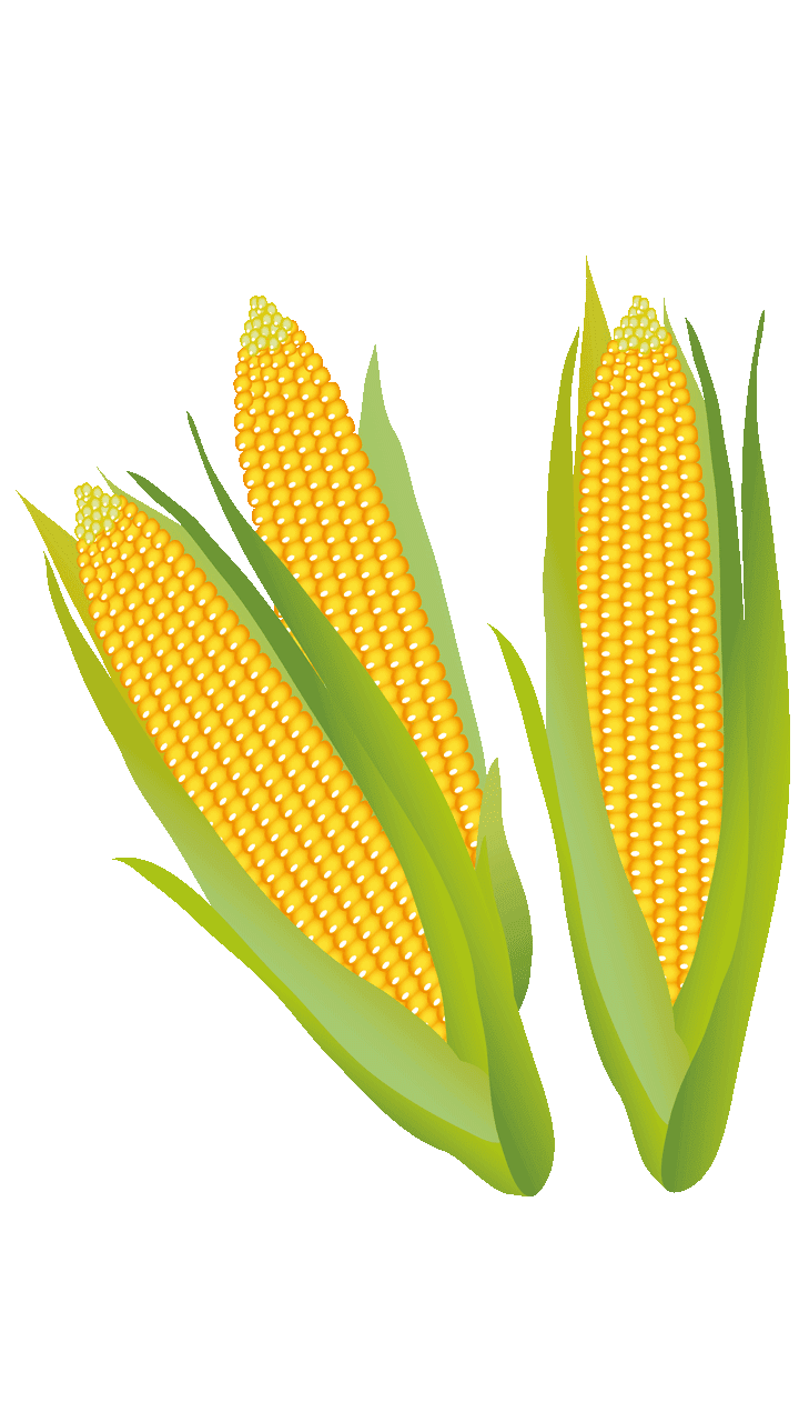 corn clipart corn stalk
