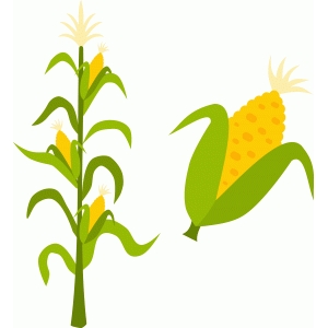 Stalk drawing at paintingvalley. Corn clipart corn stock