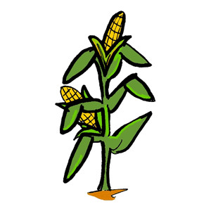 Free download best on. Corn clipart corn stock
