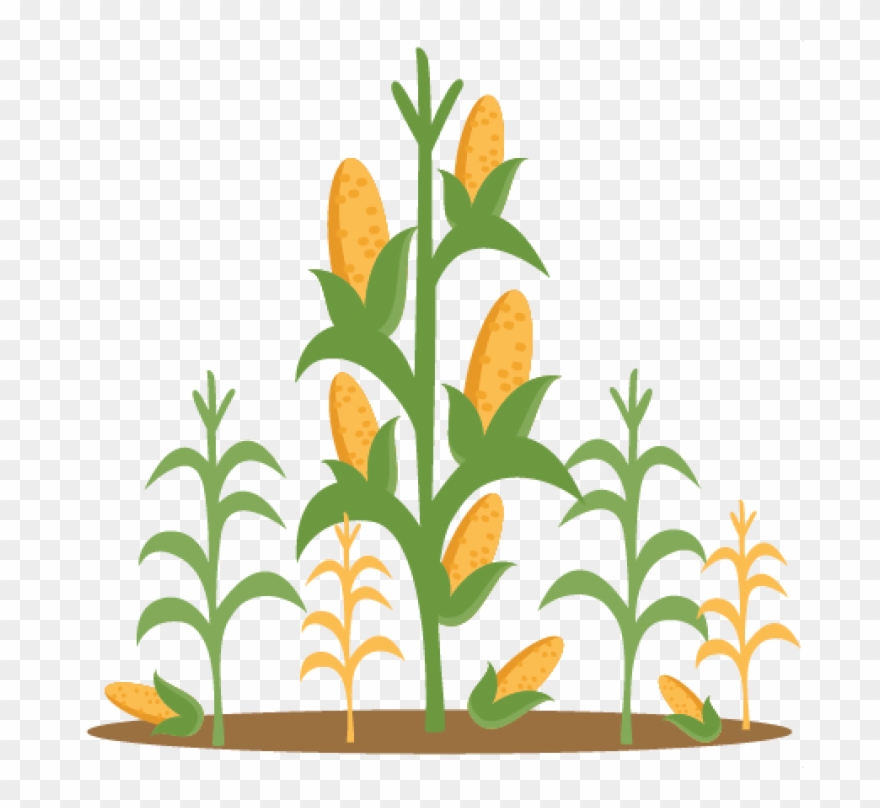 Corn clipart corn stock. Clip art stalks png