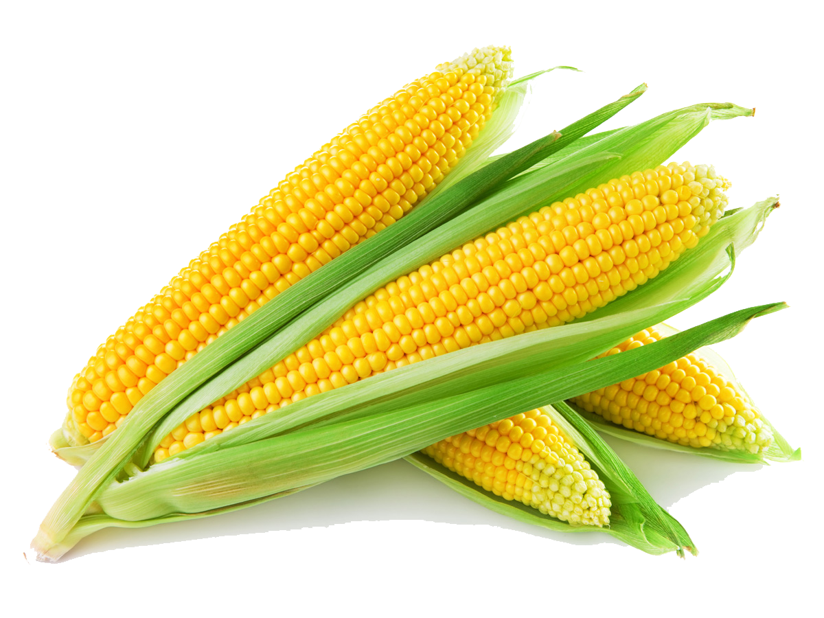 Corn clipart corncob. Png images transparent free