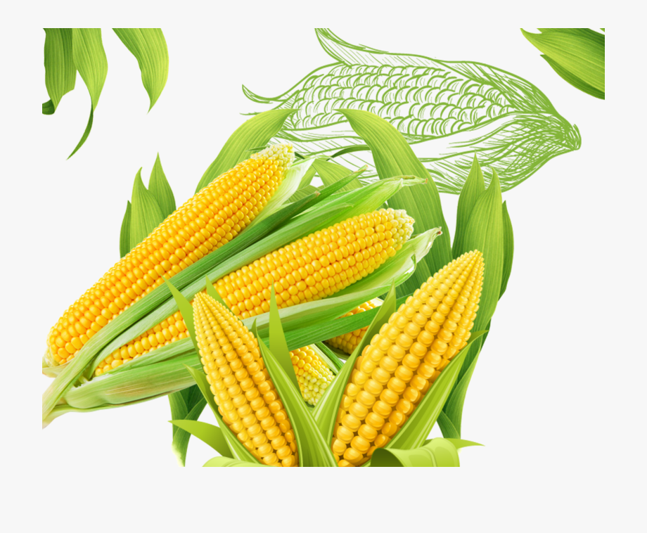 corn clipart different vegetable