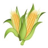 Illustrations and royalty . Crops clipart ear corn