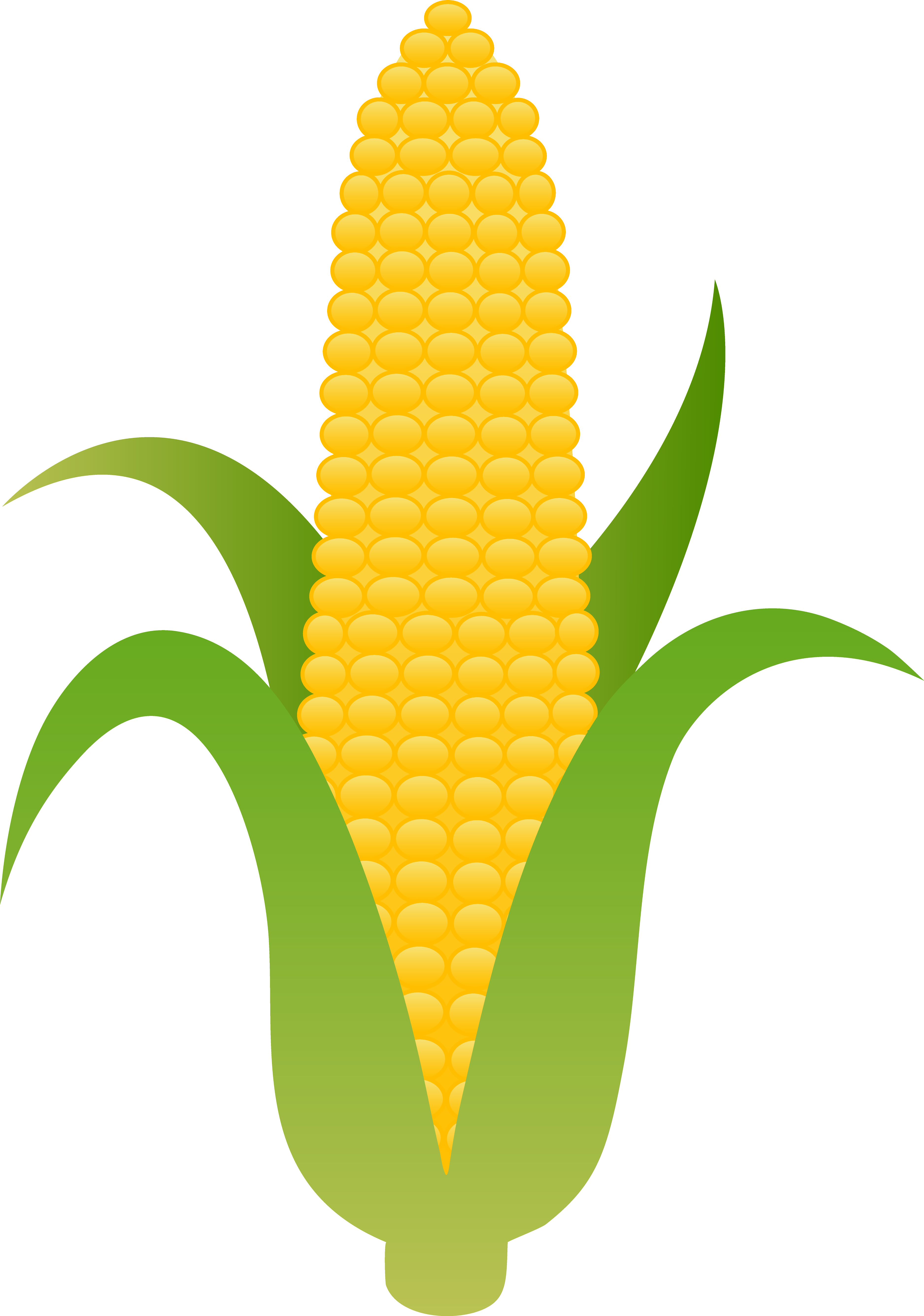 corn clipart ear corn