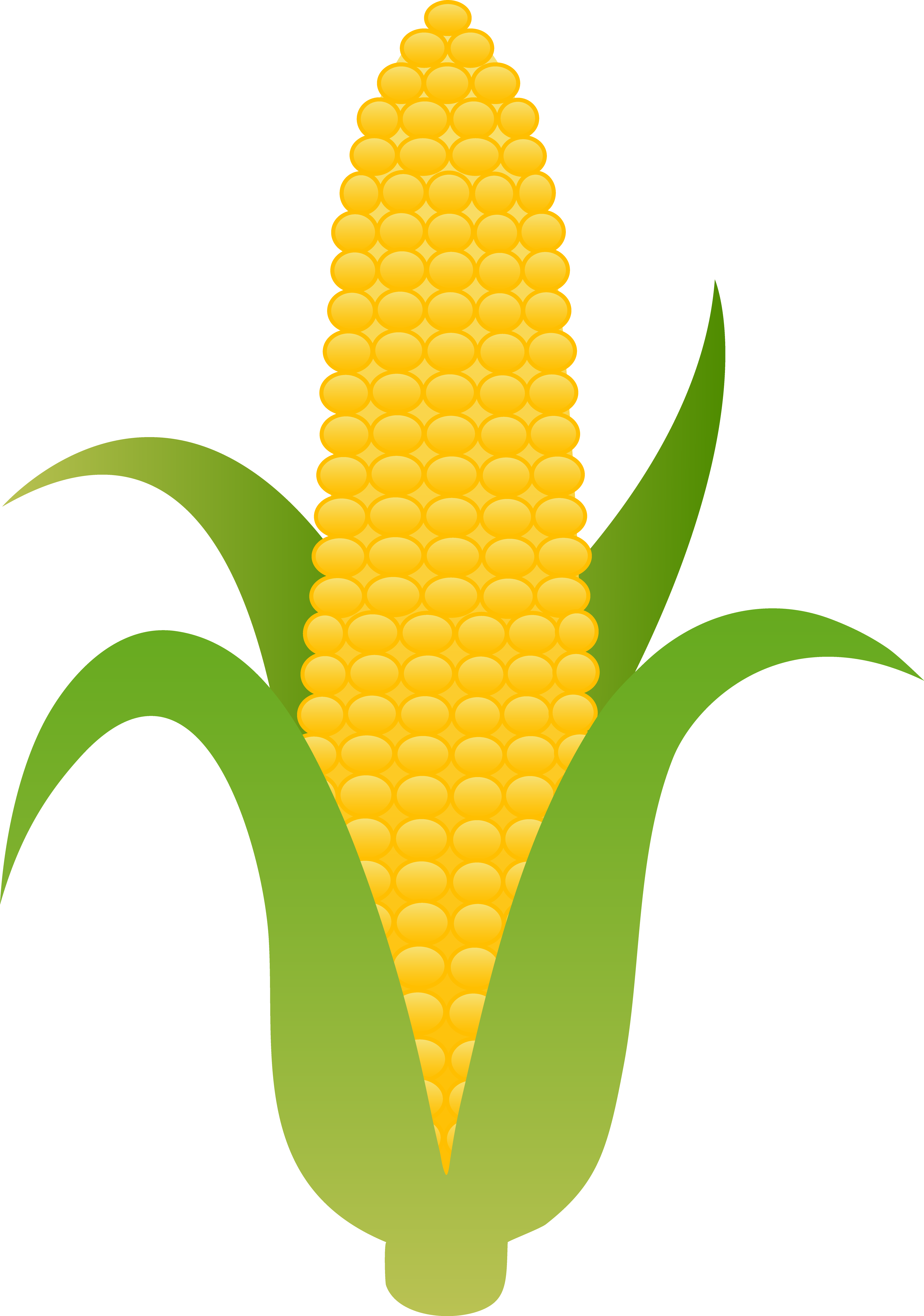 Corn Clipart Ear Corn Corn Ear Corn Transparent FREE For Download On