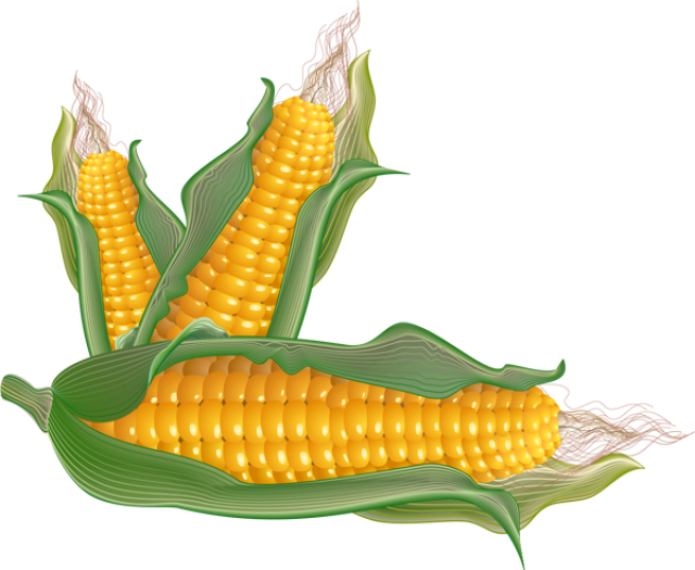 corn clipart ear corn