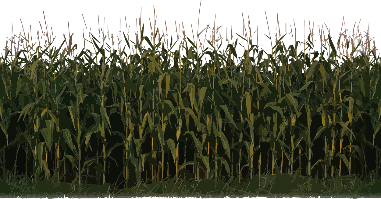 corn clipart field corn