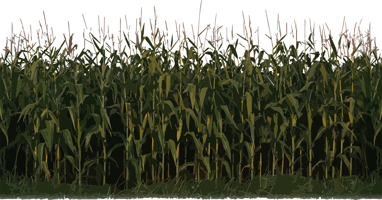 crops clipart maize crop