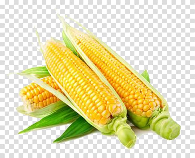 corn clipart fresh vegetable