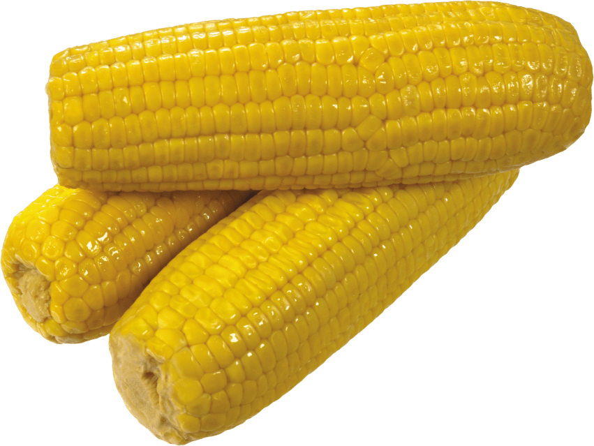 corn clipart fresh vegetable