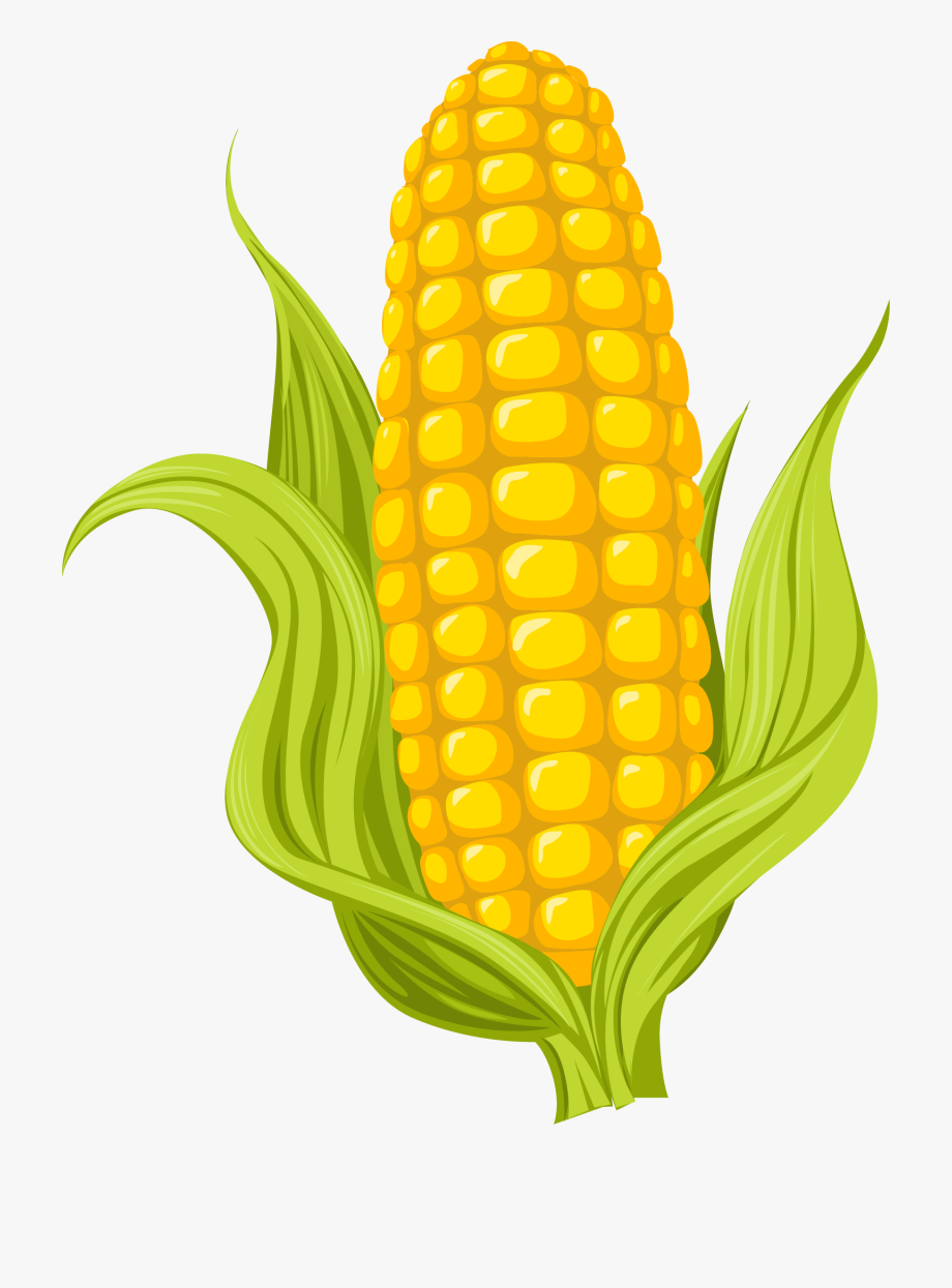 Maize photography drawing . Corn clipart illustration