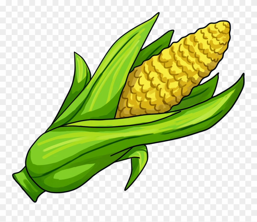 Corn clipart illustration. On the cob maize