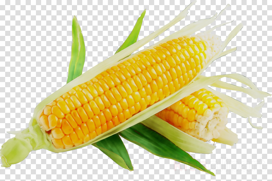 Frozen food cartoon fruit. Corn clipart individual vegetable