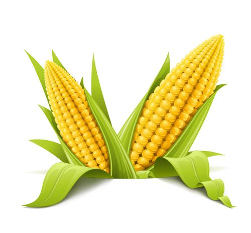 corn clipart mealie