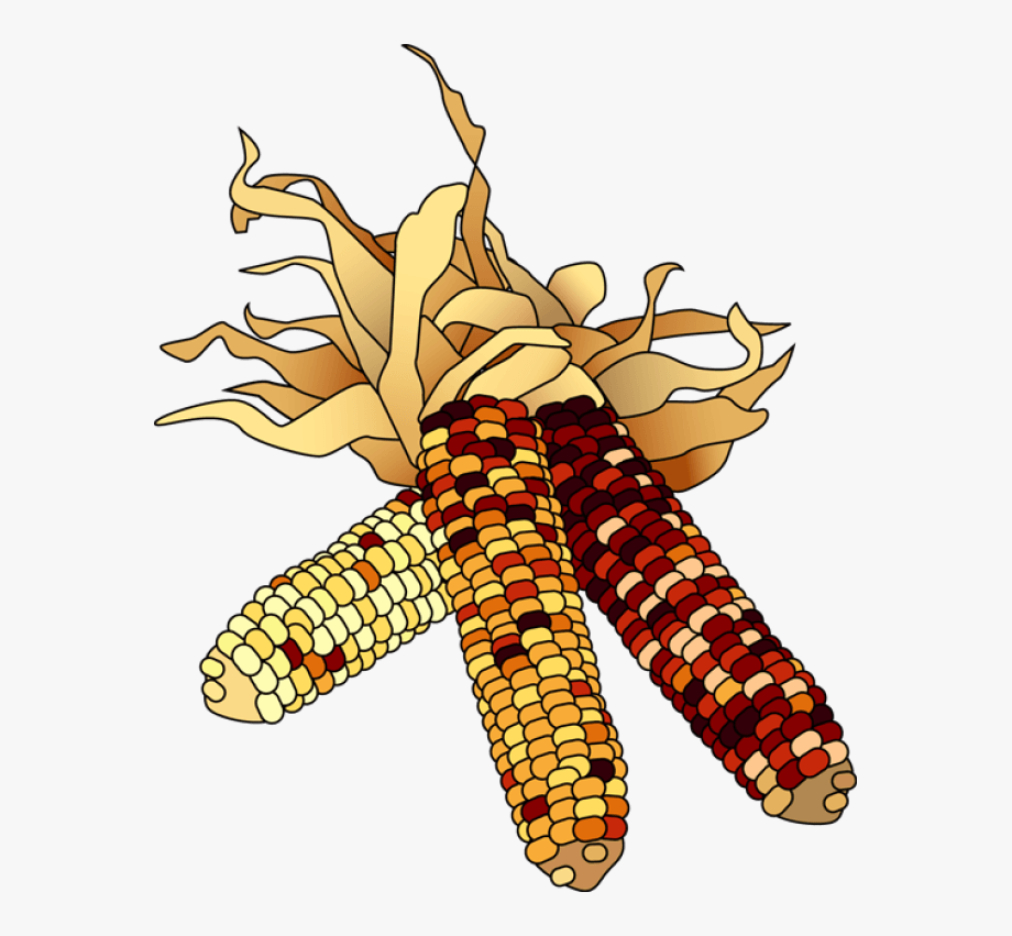 corn clipart pilgrim