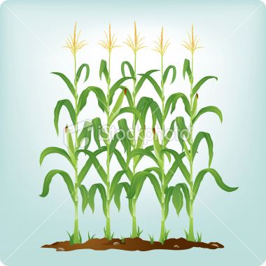 crops clipart row corn