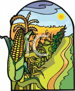 corn clipart row corn
