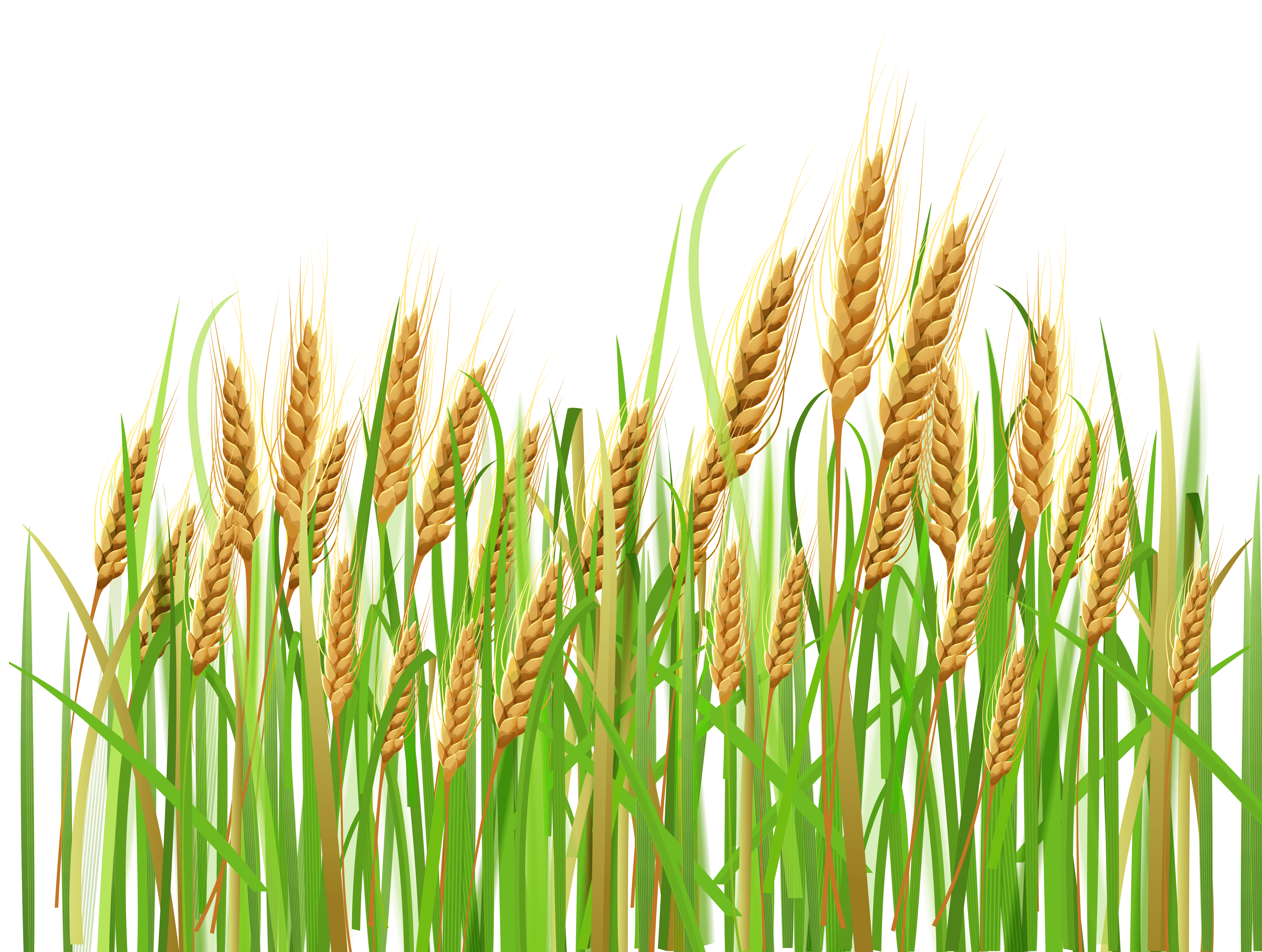 crops clipart wheat crop
