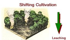 corn clipart shifting cultivation