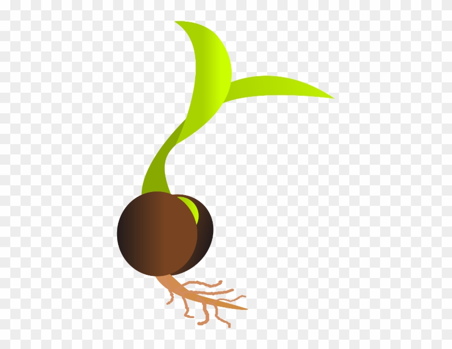 Seedling clipart plant shoot. Transparent library sprout seed