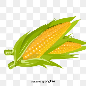 corn clipart vector