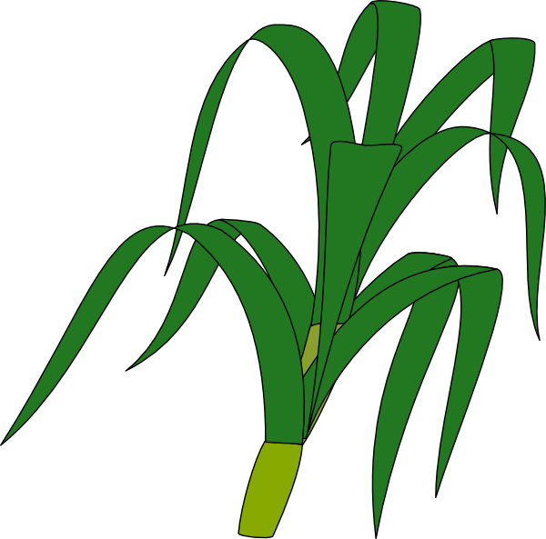 plants clipart vector