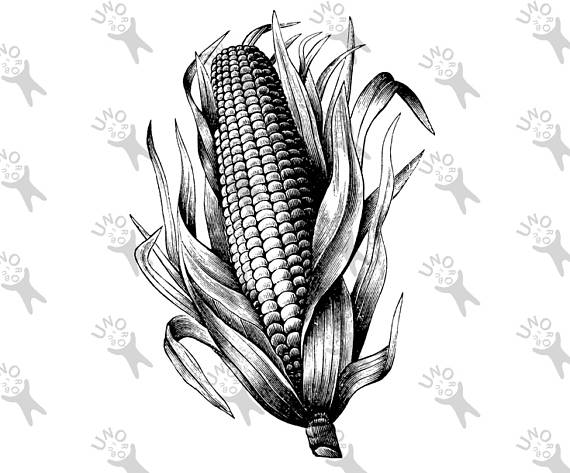 corn clipart vintage