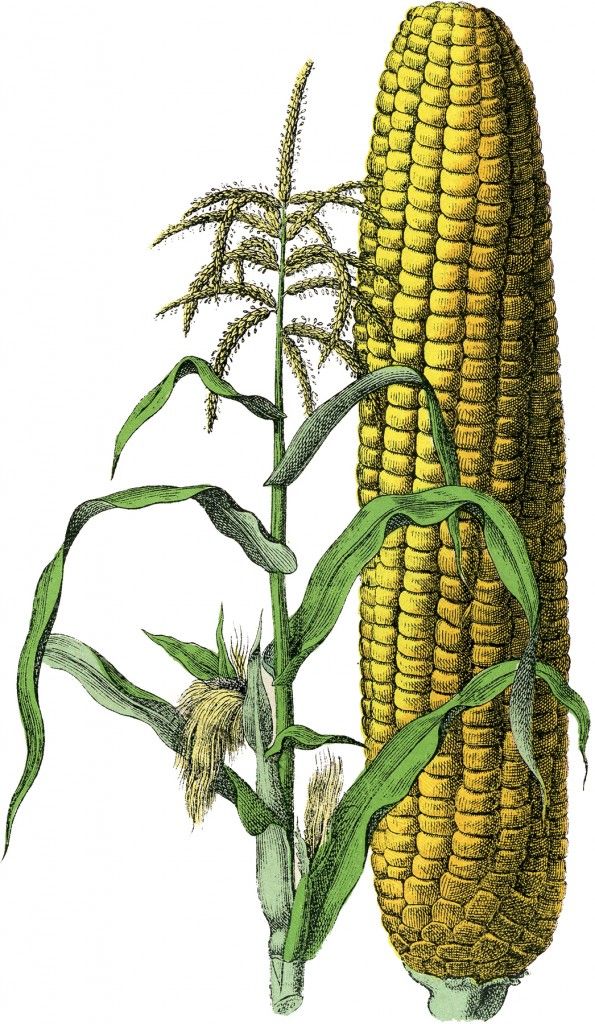 corn clipart vintage