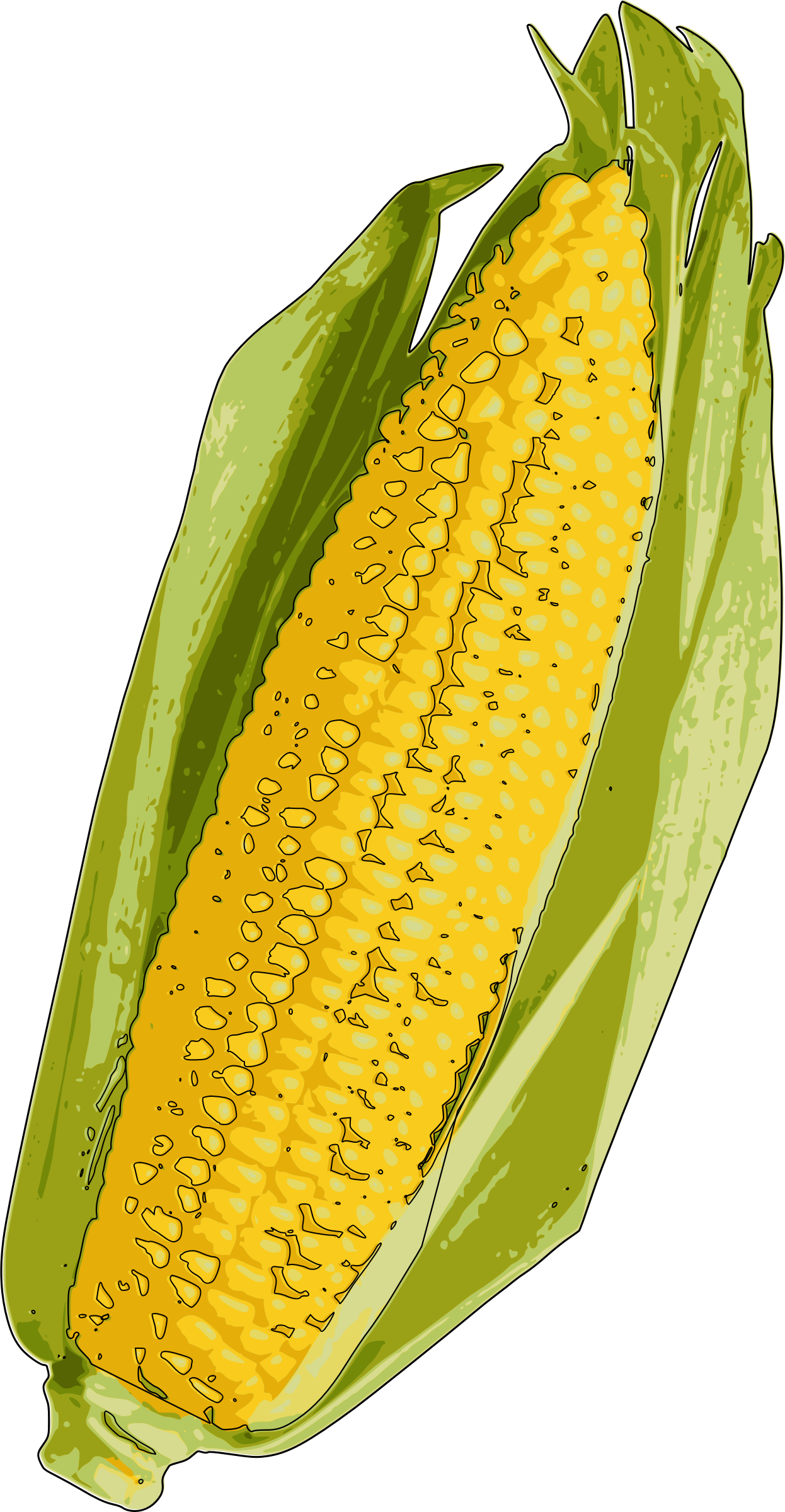 Corn yellow corn