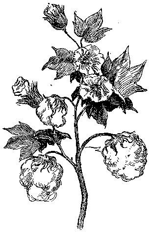 cotton clipart bush